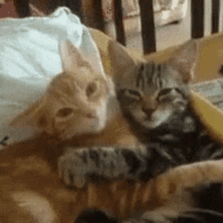 let's hug it out like these homosexual cats are doing.gif