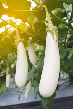 White-Eggplants-Growing-in-the-Garden.jpg