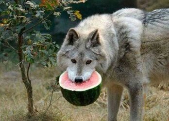 watermelon.jpg