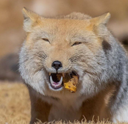 tibetan sand fox.PNG