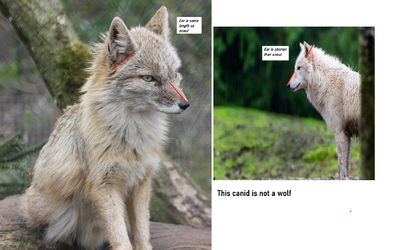 Foxd - Copy.png