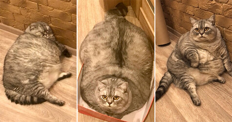 big-cat.jpg