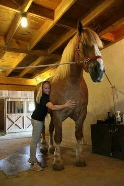 iluvhorses.jpg