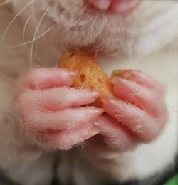 63724e4e0a0bf_cute-rat-pics.jpg