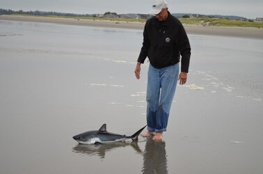 baby-shark-rescue1_2016_03_09.jpg