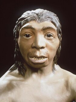 0_SCIENCE-Neanderthal-1-3601077806.jpg