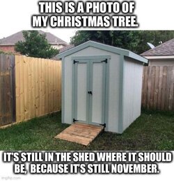 shed tree.jpg