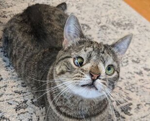 cat-down-syndrome-1.jpg