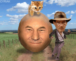 indiana jones kitten.gif