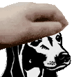 vetti pet 2.gif