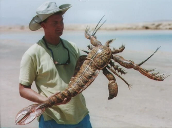 eurypterid sea scorpion.png