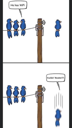 bird wifi.png