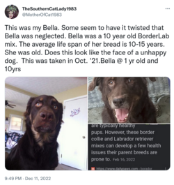 Screenshot 2022-12-11 at 22-04-14 TheSouthernCatLady1983 on Twitter.png