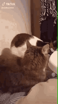 cat-biting.gif