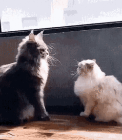 short-paws.gif