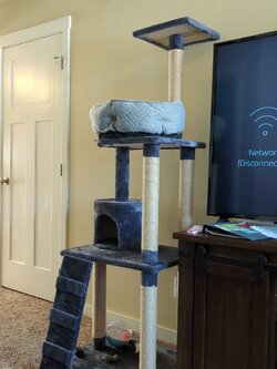 Cat tree.jpeg