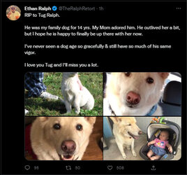 another dead dog.jpg