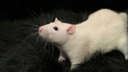 rat-whiskers-shed-light-how-neurons-communicate-touch-0-284459-640x360.jpg