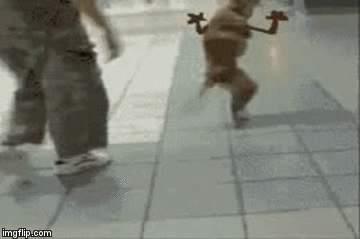 funny dog gif.gif