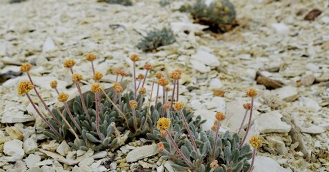 Eriogonum tiehmii (Tiehm's buckwheat) Sarah Kulpa FWS (4)_FOR WEB.jpg