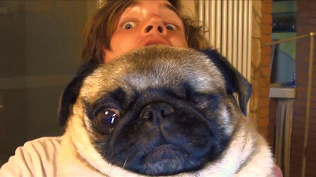 pewdiepie-pug-maya.jpg