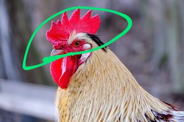 ROOSTER-LARGE-COMB-1072x714~2.jpg