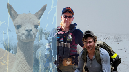 Wheres The Alpaca.png