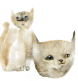 friends.png
