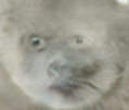 littleone.png
