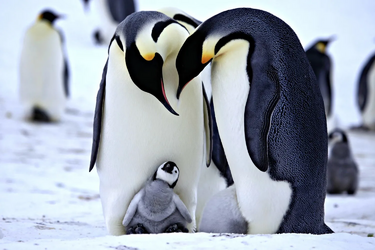 penguins 3.png