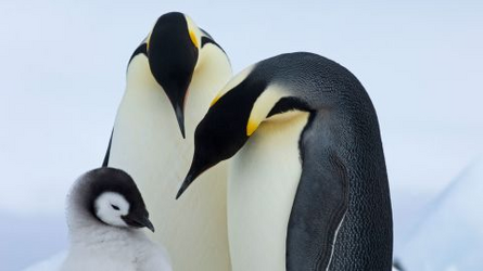 penguins 2.png