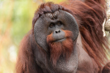 pongo-male.jpg