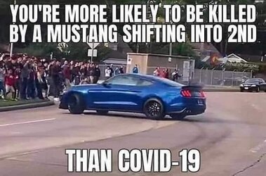 mustang4.jpg