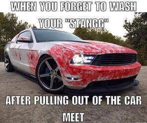 mustang.jpeg
