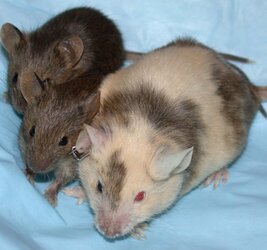 mouse-pups-host-embryo-chimera-albino-brown.jpg