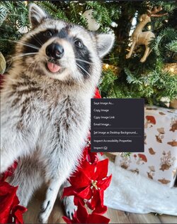 firefox raccoon.jpg