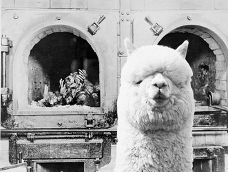 Alpaca-ovens.PNG