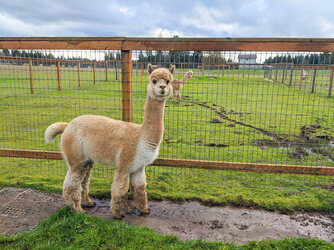 Ridgefield Alpaca ranch.jpeg