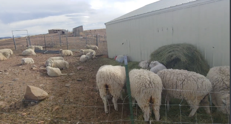 tranchsheep.png