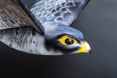 cfs-robird-grey-1.jpg