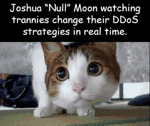joshkitten.gif