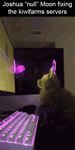kittenmoon2.gif