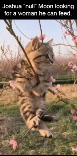 kittenmoon4.gif