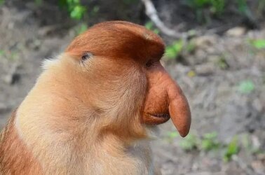 proboscis-monkey-2.jpg