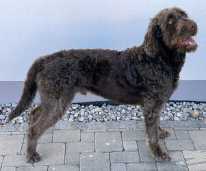 Labradoodle-Brown-Male-SideFace.jpg