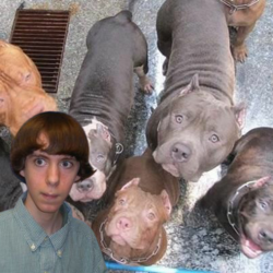 d4262555c14776cae521f2e6bff01a61--amazing-dogs-beautiful-dogs.png