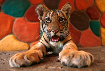 66760-Cute-Baby-Tiger.jpg
