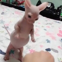 binug.jpg