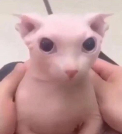 binugs.png