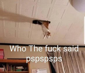 Pspspsps.jpg